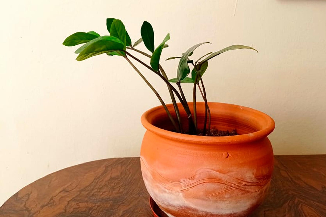 Potted plant.